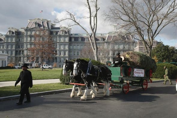 Dos caballos tiraron del abeto de cerca de 20 pies (seis metros) hasta la puerta principal de la Casa Blanca.
