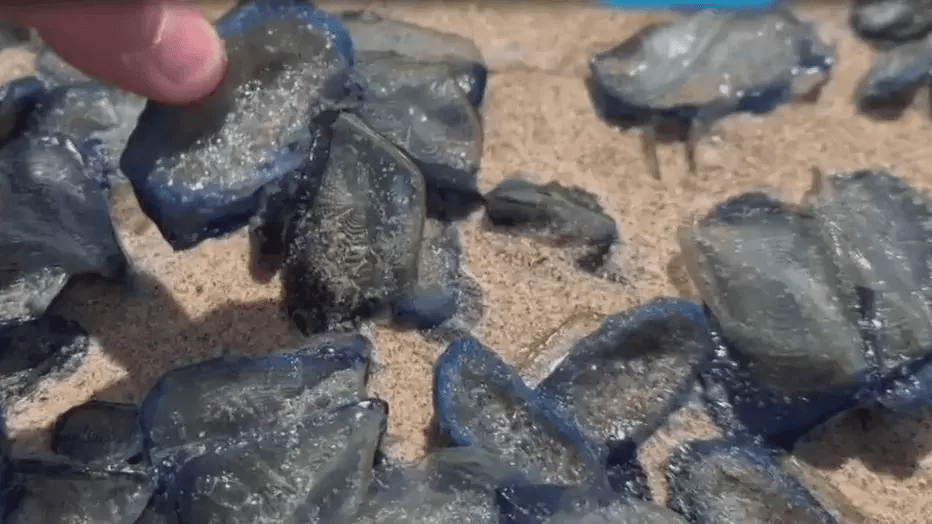 ¡No las toques! Aparecen extrañas criaturas gelatinosas en playas del sur de California    