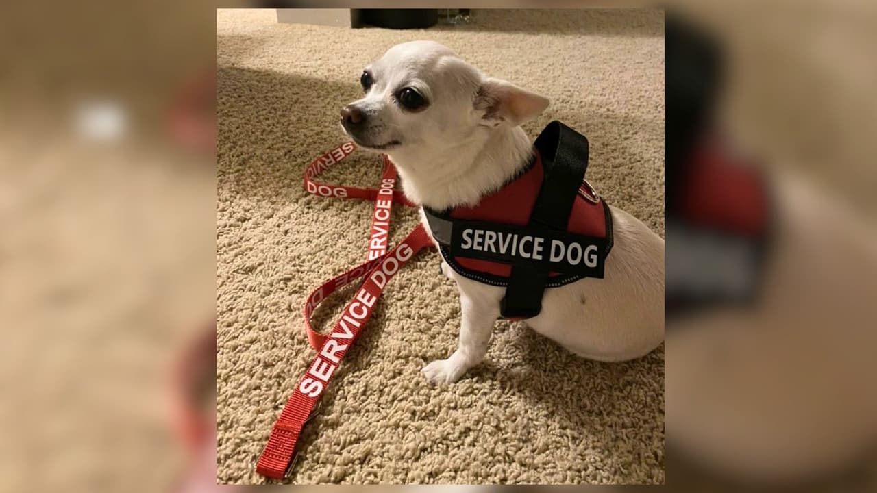 “Sin Bonita no dormimos”: familia en Duncanville ofrece $5,000 por su perrita perdida