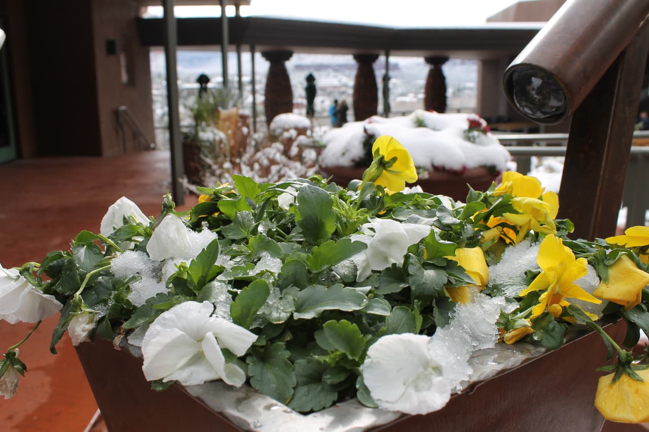 Las plantas cubiertas de hielo en una nevada de Sedona.