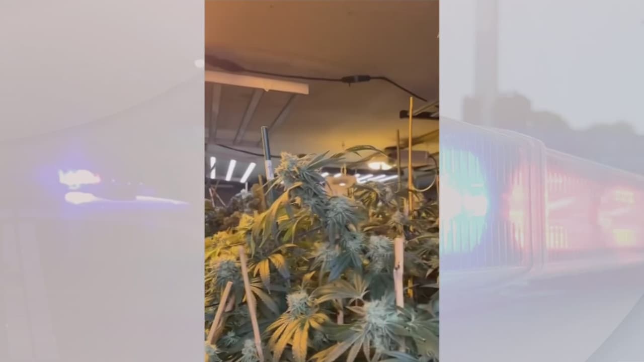 Incautan cerca de 2,000 libras de marihuana cultivada de manera ilegal en Homestead