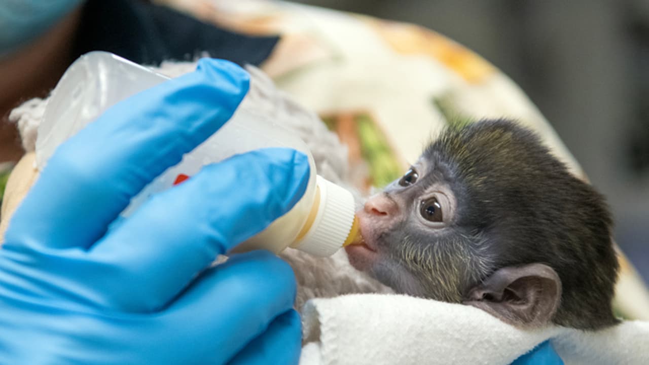 El equipo tomó la decisión de continuar criando al bebé para monitorear de cerca su lesión en la cabeza. No se sabe cómo fue herido.