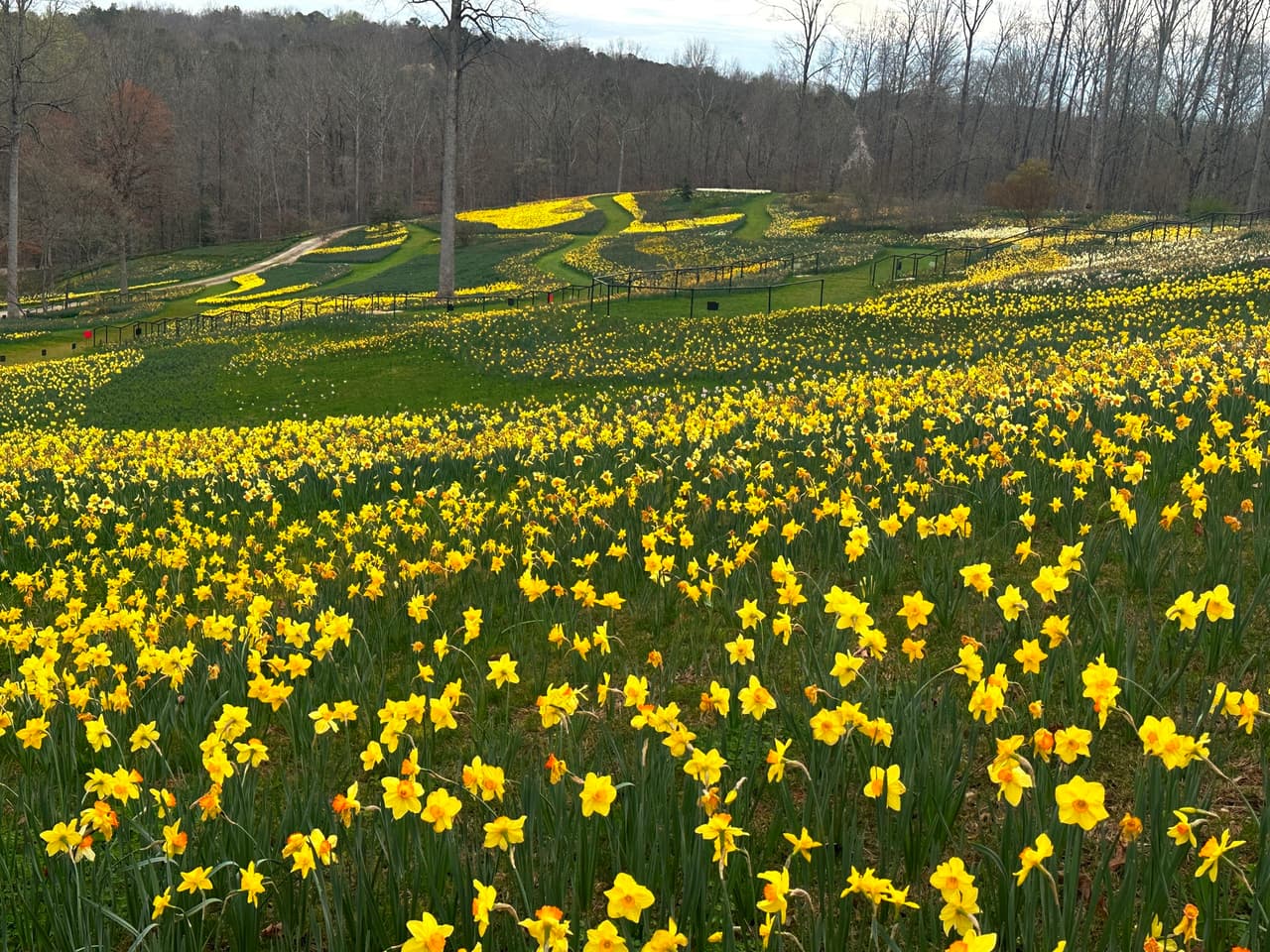 <b><a href="https://gibbsgardens.com/">Gibbs Gardens (Ball Ground)</a></b>. Cuenta con más de 376 acres de jardines diseñados artísticamente rodeados de bosques majestuosos, estanques alimentados por manantiales, arroyos, cascadas y cruces de puentes. Cuenta con dieciséis jardines que incluyen cuatro destacados, entre ellos Daffodil Gardens, 50 acres de narcisos con más de 20 millones de flores, que florecen desde marzo hasta principios de abril.
<br>
<br>
<b><a href="https://goo.gl/maps/cixQWEpwvgMng1bi8">Cómo llegar</a></b>