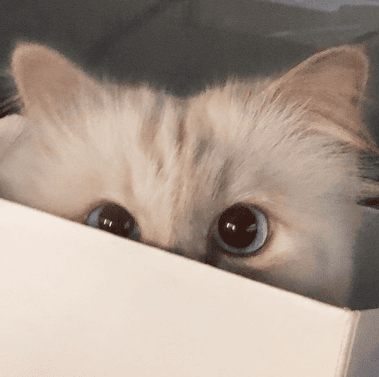 La gatita tiene una cuenta en Instagram (@choupettesdiary) y una página de internet con el mismo nombre, las cuales fueron creadas por la periodista estadounidense Ashley Tschudin, con permiso de Lagerfeld.
<br>