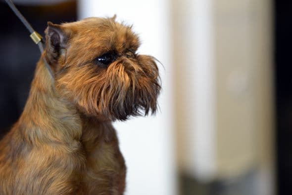 Mientras que los de pelaje suave pierden pelo constantemente.