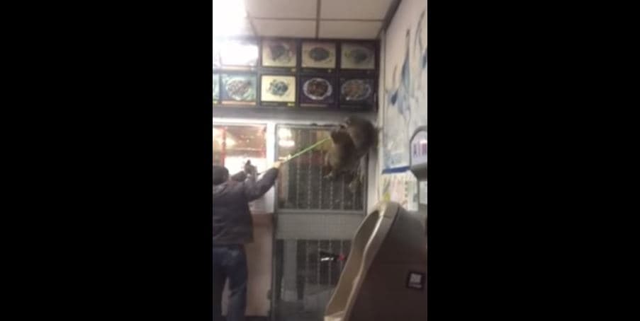 Mapaches intentan dominar restaurante chino del Bronx