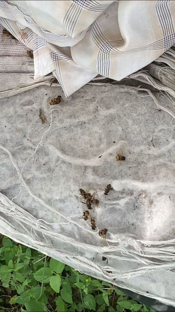 Un hombre que también se encontraba cerca en un tractor fue atacado por las abejas pero logró escapar.