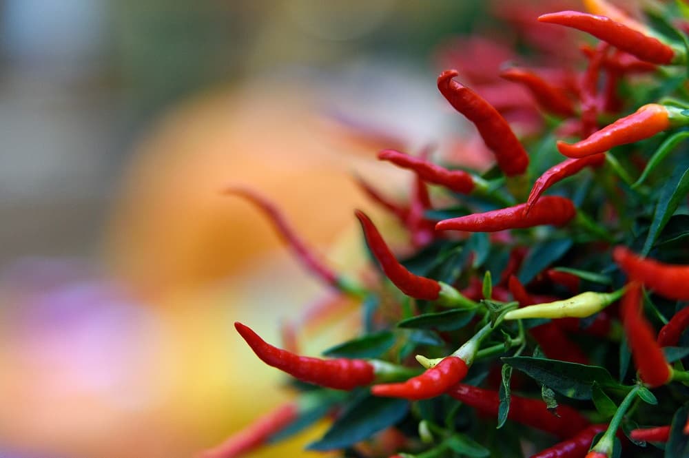 El 'Aliento del dragón': un horticultor británico asegura haber creado el chile más picante del mundo