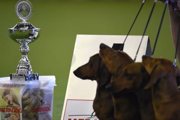 Estos simpáticos salchicha lograron ser acreedores de un trofeo.