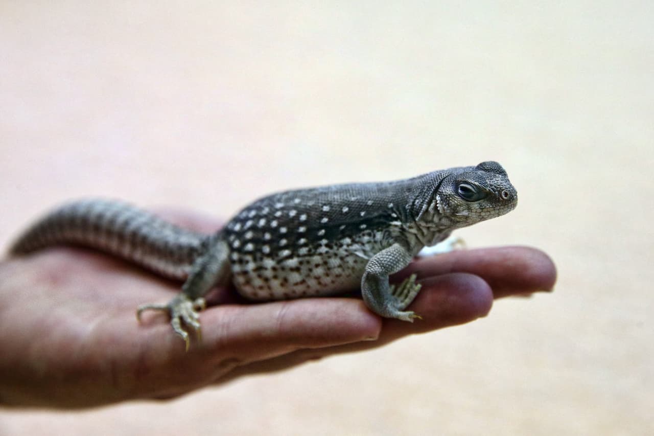 Esta pequeña iguana de desierto se queda inmóvil, sintiendo el peligro. ¡Pero en la RSPCA no lo hay!