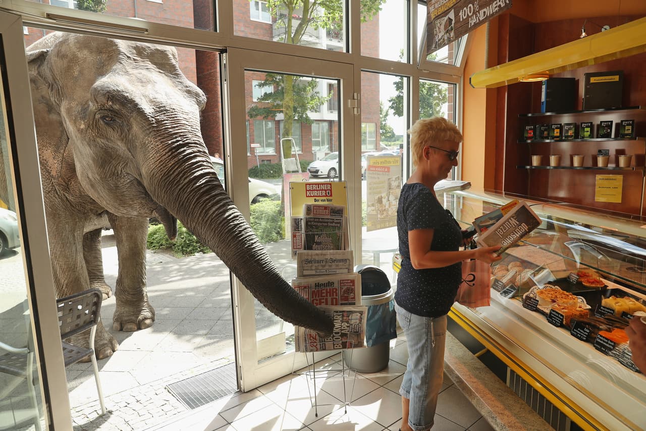 Maja es una elefante de 40 años, perteneciente al circo Busch, que suele dar paseos por calles de Berlín, Alemania. En esta ocasión entró a una panadería el 1 de julio. Sean Gallup / Getty Images.