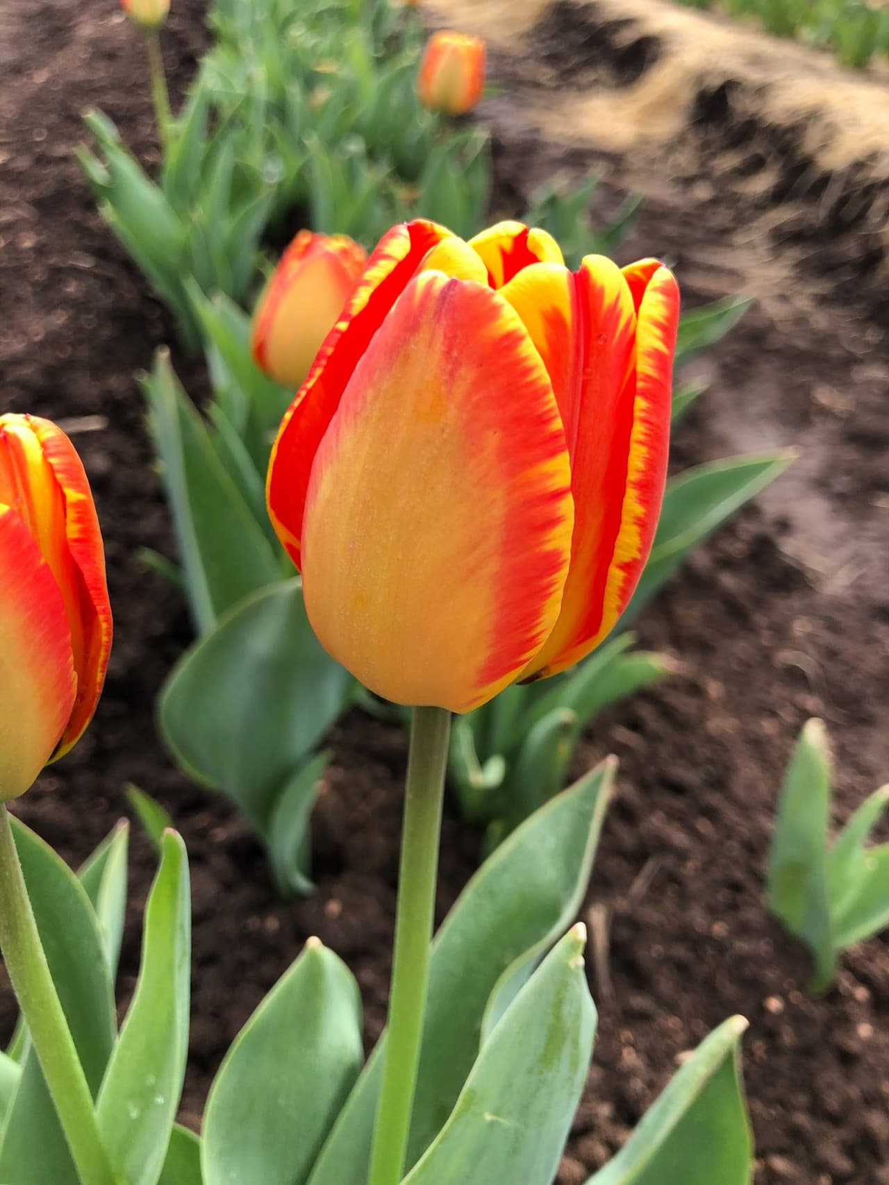 La finca informó que se aconseja a las personas llevar zapatos cerrados y una cámara para disfrutar del sendero.