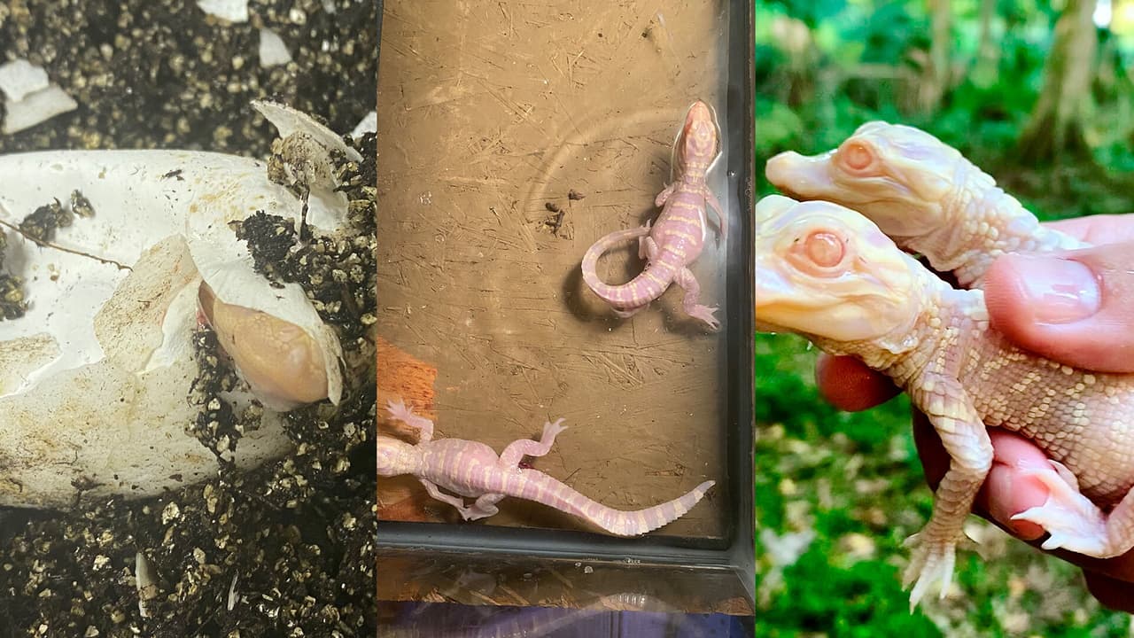  "Pueden ser devorados por sus propias madres": el color blanco de estos dos pequeños caimanes los pone en peligro