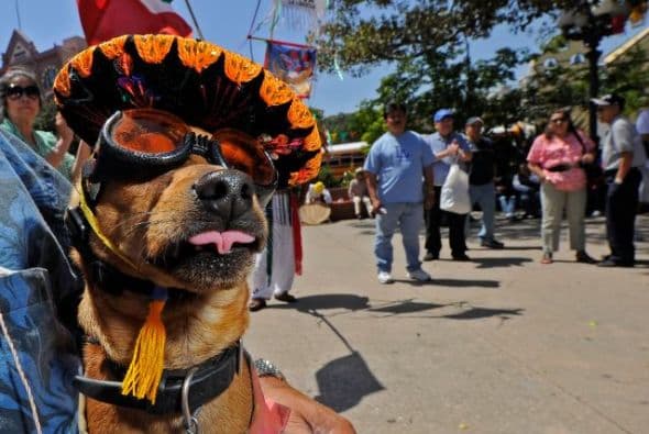 La celebración del 5 de Mayo da para todo, y eso aplica a la vestimenta. Algunos muy tradicionales, otros no tanto, pero lo que cuenta es el color y sabor de nuestras raíces ¿No lo crees? ¿Cinco de Mayo no es un día festivo?, la respuesta aquí
