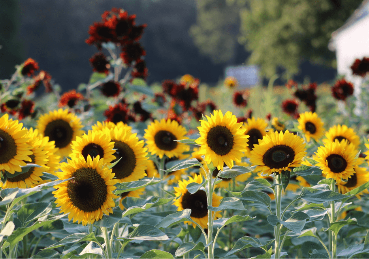 <b><a href="https://daltonfarmsnj.com/" target="_blank">Dalton Farms</a> </b>: A media hora de Filadelfia, encontrará 99 acres de belleza rural en Dalton Farms, de propiedad familiar. Con una fecha de apertura prevista para 2021 del 21 de agosto, la granja planea abrir todos los días para las festividades del girasol hasta septiembre. La finca también cuenta con vendedores de comida, música en vivo, alquiler de botes a pedales en un lago privado, degustación de vinos y una cervecería al aire libre. 📍660 Oak Grove Rd, Swedesboro, NJ 08085