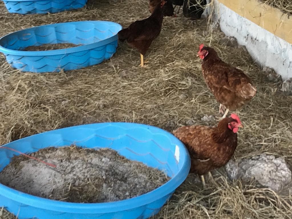 “Se llevaron las gallinas en los tanques de basura que usaba para ponerles la comida”, dijo Lisette el día del robo. Sin embargo, aseguró que no debe haber sido cosa fácil llevarse a más de 100 aves.