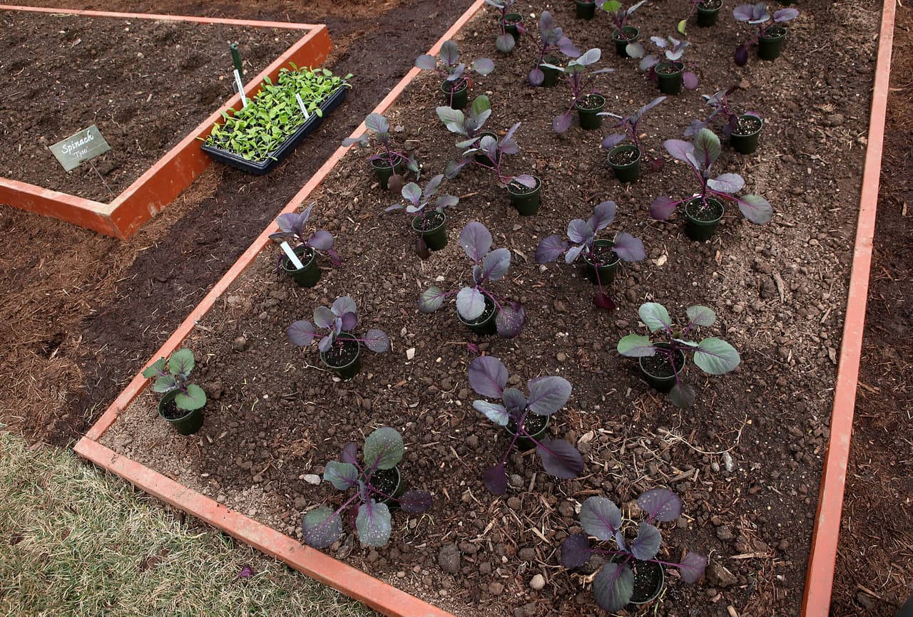 Cómo ser parte de un huerto comunitario en Nueva York