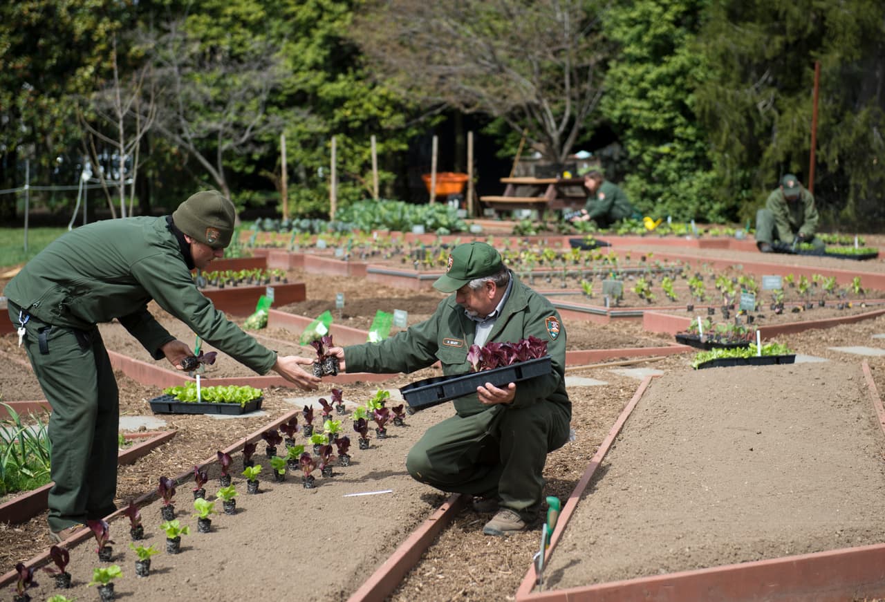 Pero el Garden Kitchen White House también ha tenido gran aceptación e incluso se creó una cuenta en Instagram en la que se lleva un registro fotográfico del día a día del proyecto: @WHKitchenGarden