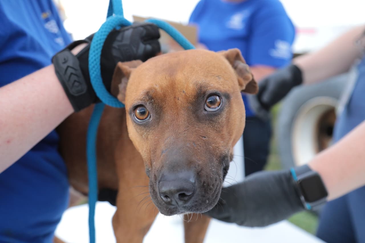 “Los perros utilizados en la mayoría de estas peleas han sido criados y entrenados específicamente para pelear, una crianza que se basa en el abuso y el maltrato desde que son cachorros”, describe la organización.