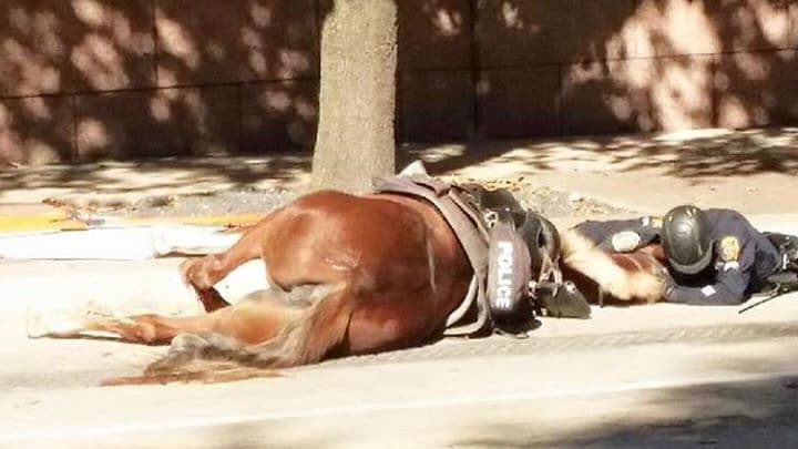 Captan emotivo momento de policía abrazando a su caballo moribundo  