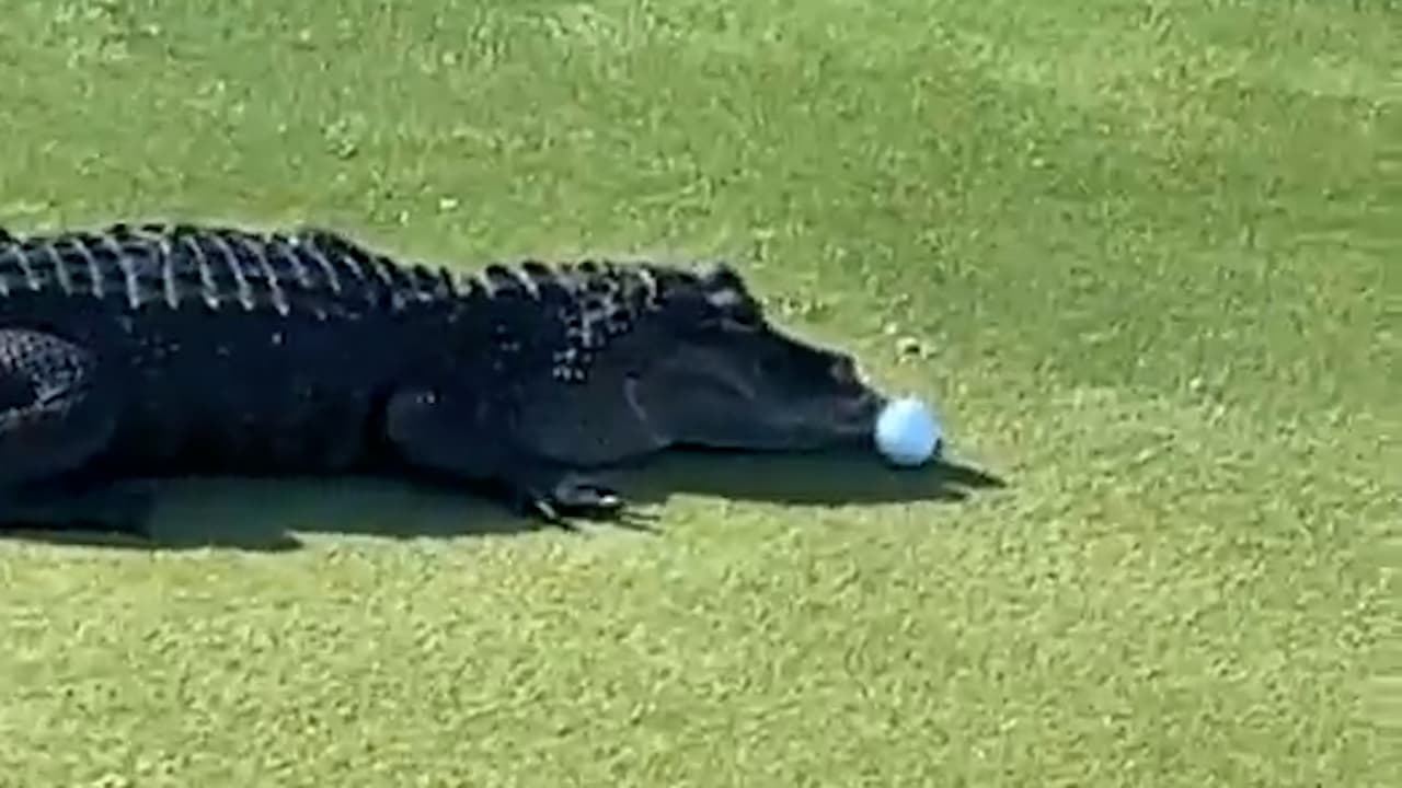 Caimán interrumpe juego de golf en Ormond Beach     