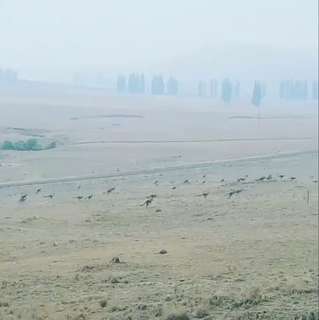 Una tropa de canguros cruza velozmente un campo en Monaro, en Nueva Gales del Sur, huyendo de las llamas que avanzaban por la región.