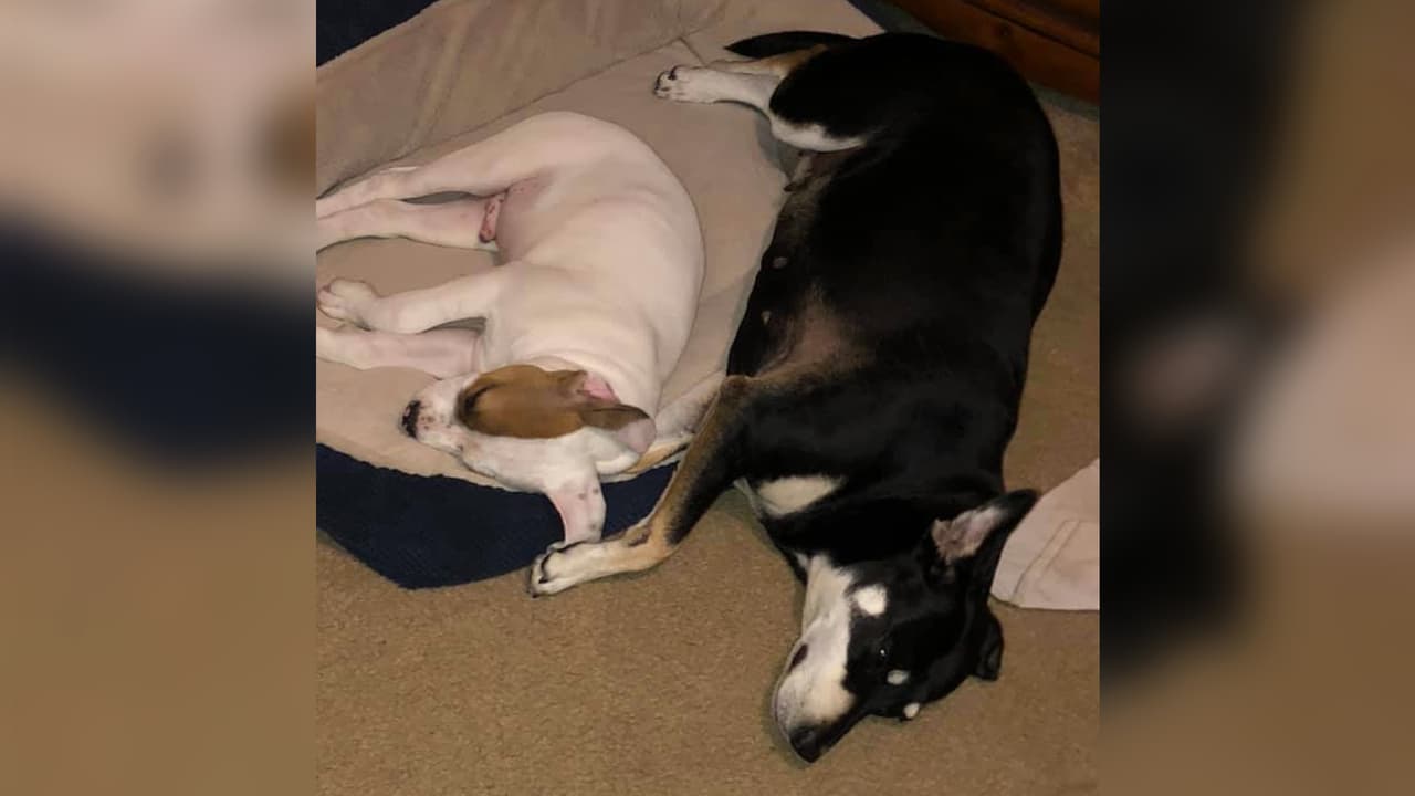 “La perrita negra se llama Muñeca, fue un regalo que me dejó el huracán Ike puesto que por ese huracán la encontramos en la calle y la adoptamos como miembro de la familia”, escribió Sonia Flores.