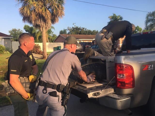 Los hombres lo cargaron y colocaron en la parte trasera de una patrulla.