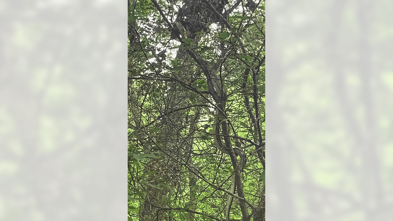 Una serpiente sube a un árbol después de sorprender al nieto de un residente en Keller