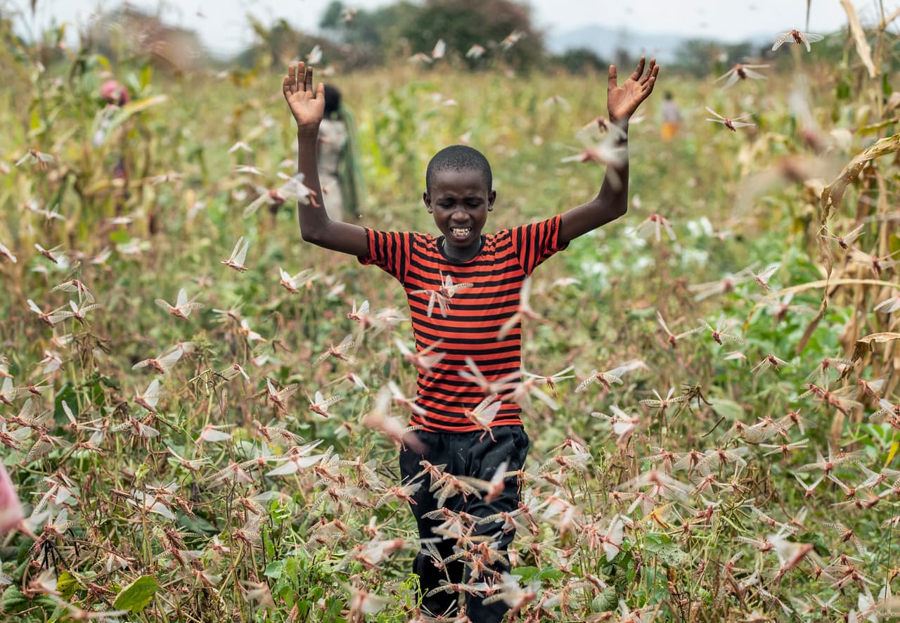 Hasta el momento se han destinado únicamente 15 millones de dólares para ayudar a frenar la plaga que amenaza con empeorar la situación de pobreza y hambre que ya atraviesan millones de personas en Kenia, Etiopía, Somalia y otros países de la región, dijo Dominique Burgeon, director de emergencias de la Organización de las Naciones Unidas para la Alimentación y la Agricultura (FAO por sus iniciales en inglés), durante un informe en Roma.
<br>