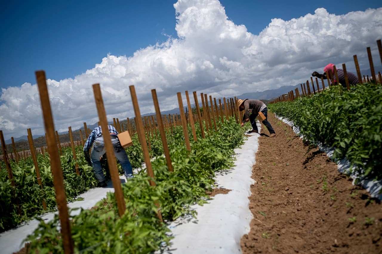 En Finca González, en el municipio de Guánica en el suroeste de esta isla caribeña, un grupo de trabajadores mexicanos trabaja en una empacadora, mientras que otros lavan plátanos y otros atan plantas de tomate a estacas.