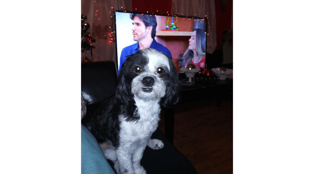 "Esta es mi hija Lili perruna la princesa de la casa x k tengo puros niños y solo mi Lili de perruna tan chula mi preciosa".