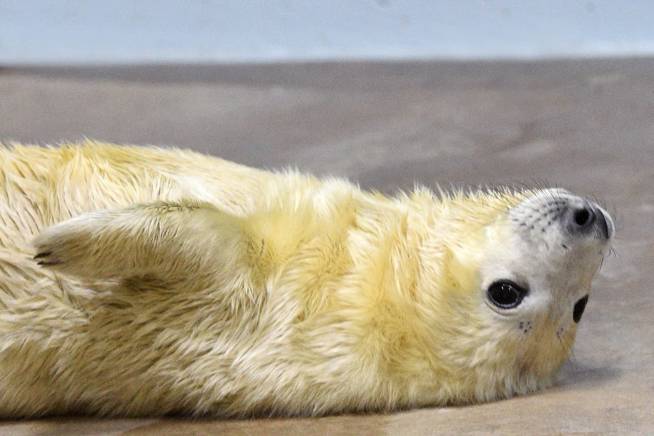 "Una vez que los cachorros en el zoológico comenzarán a destetar a sus madres, el personal de cuidado de mamíferos marinos comenzará a ofrecer peces a las focas grises jóvenes", dijo Stacey. "En ese momento, los cachorros comenzarán a establecer sus relaciones con el equipo de atención, lo cual es importante para la salud y el bienestar general de los animales".