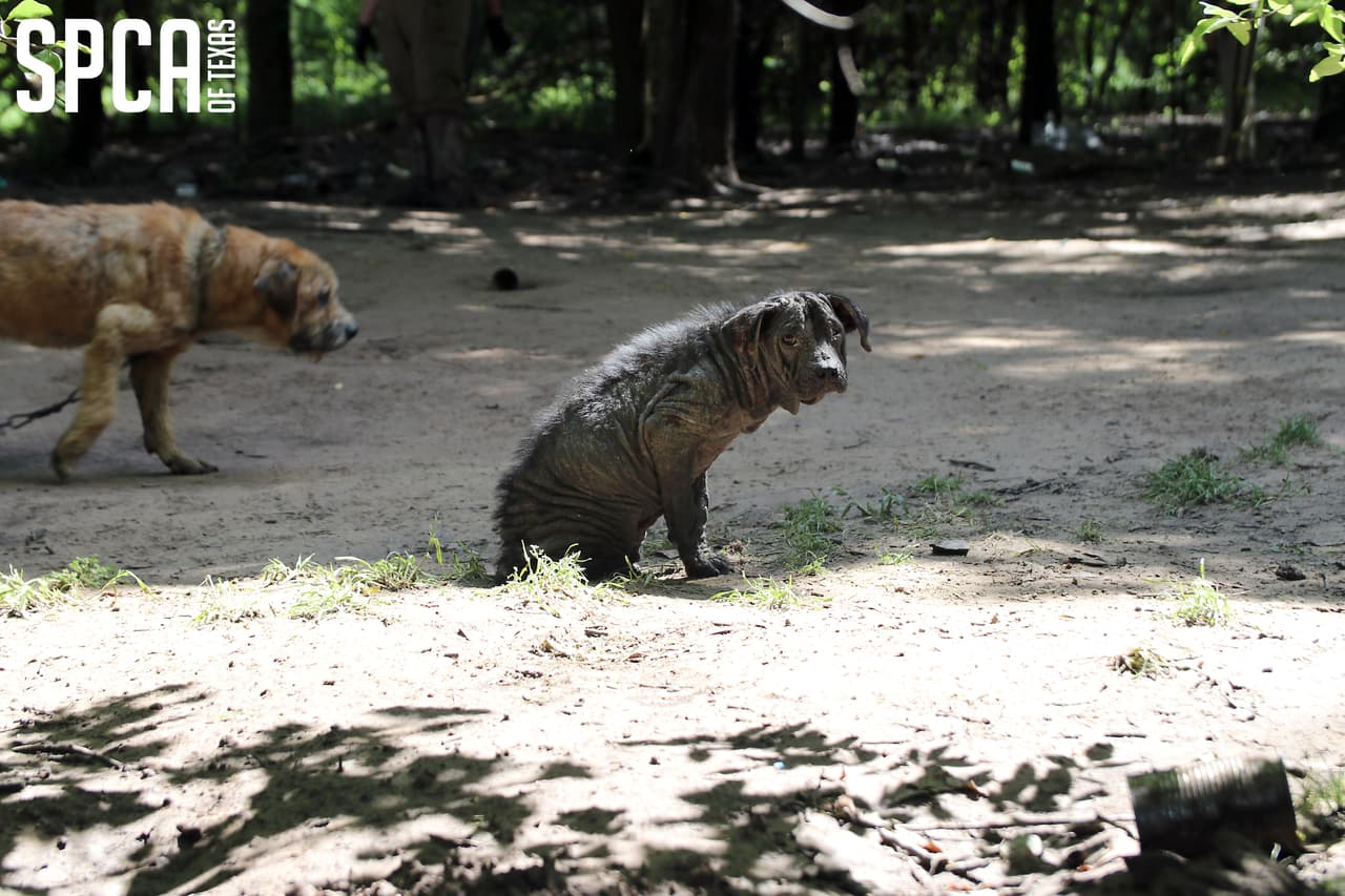 Los perros y gatos fueron transportados al Centro de Rescate de Animales Russell E. Dealey de la SPCA de Texas.