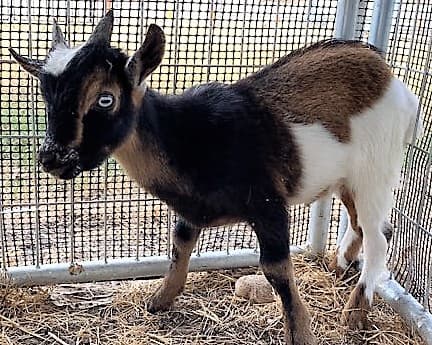 La cabrita, que se cree que tiene poco más de dos meses, fue encontrada esta mañana en el centro comercial en las afueras de Bandera y Hillcrest. 
<br>