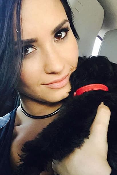 El perrito llegó después de que la cantante perdiera a su otra mascota, Buddy Lovato, el cual falleció en un trágico accidente.