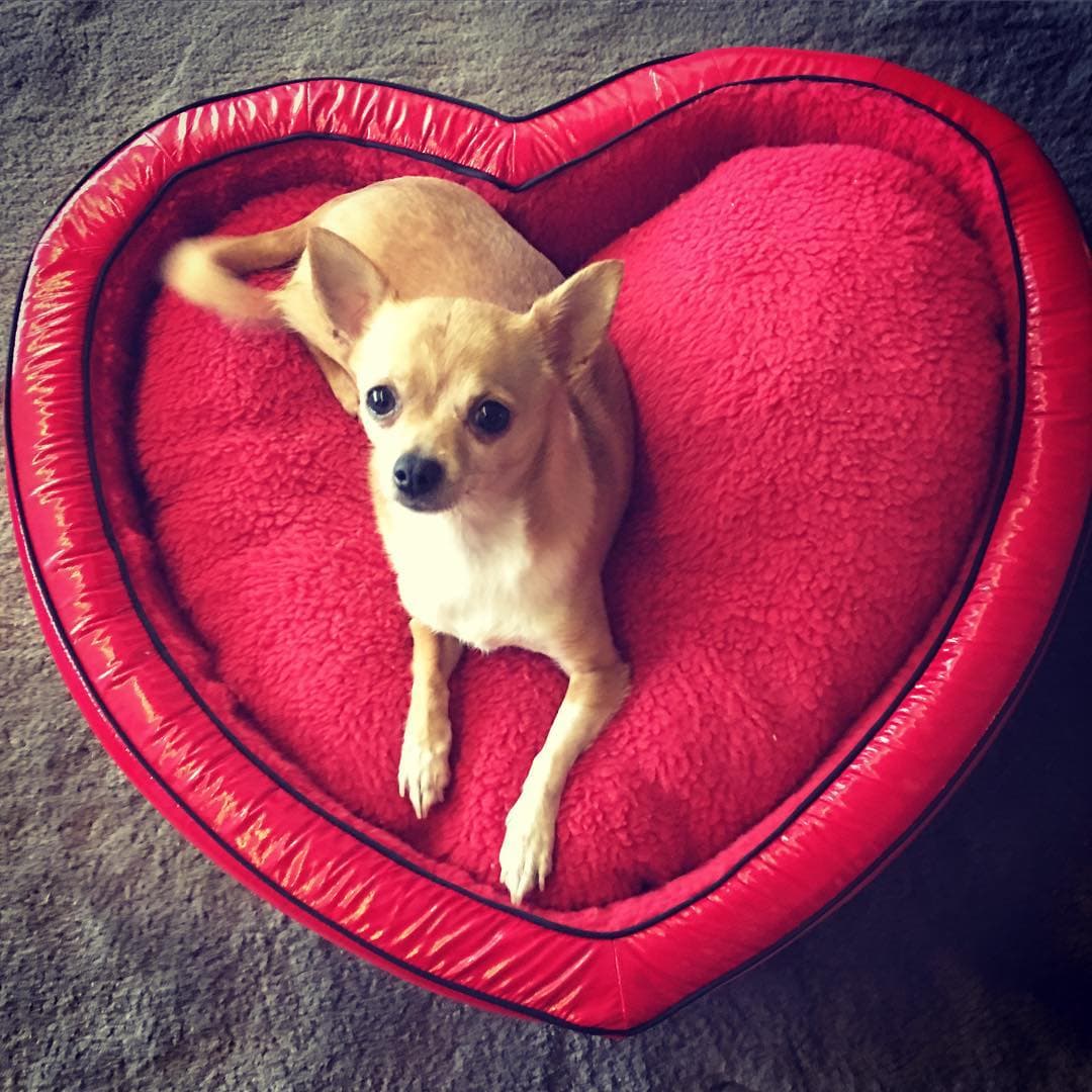 París Hilton presumió a su hermoso perrito.