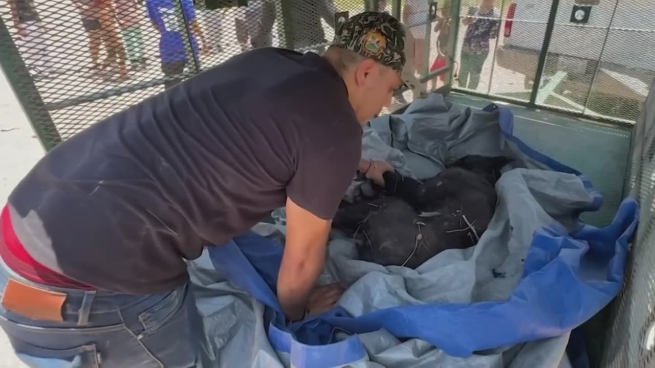 Aumenta el avistamiento de osos negros en Coahuila: autoridades emiten recomendaciones