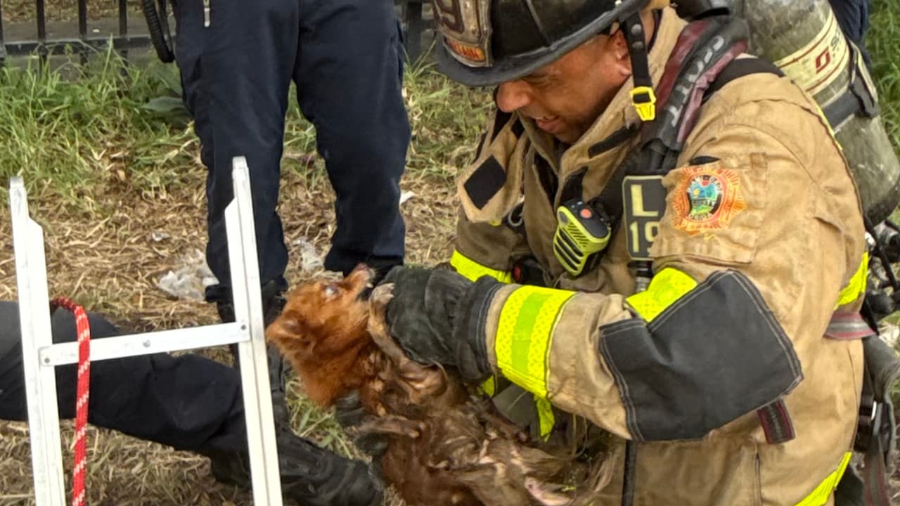 Bomberos de Miami rescatan a un perro ciego de un pozo séptico