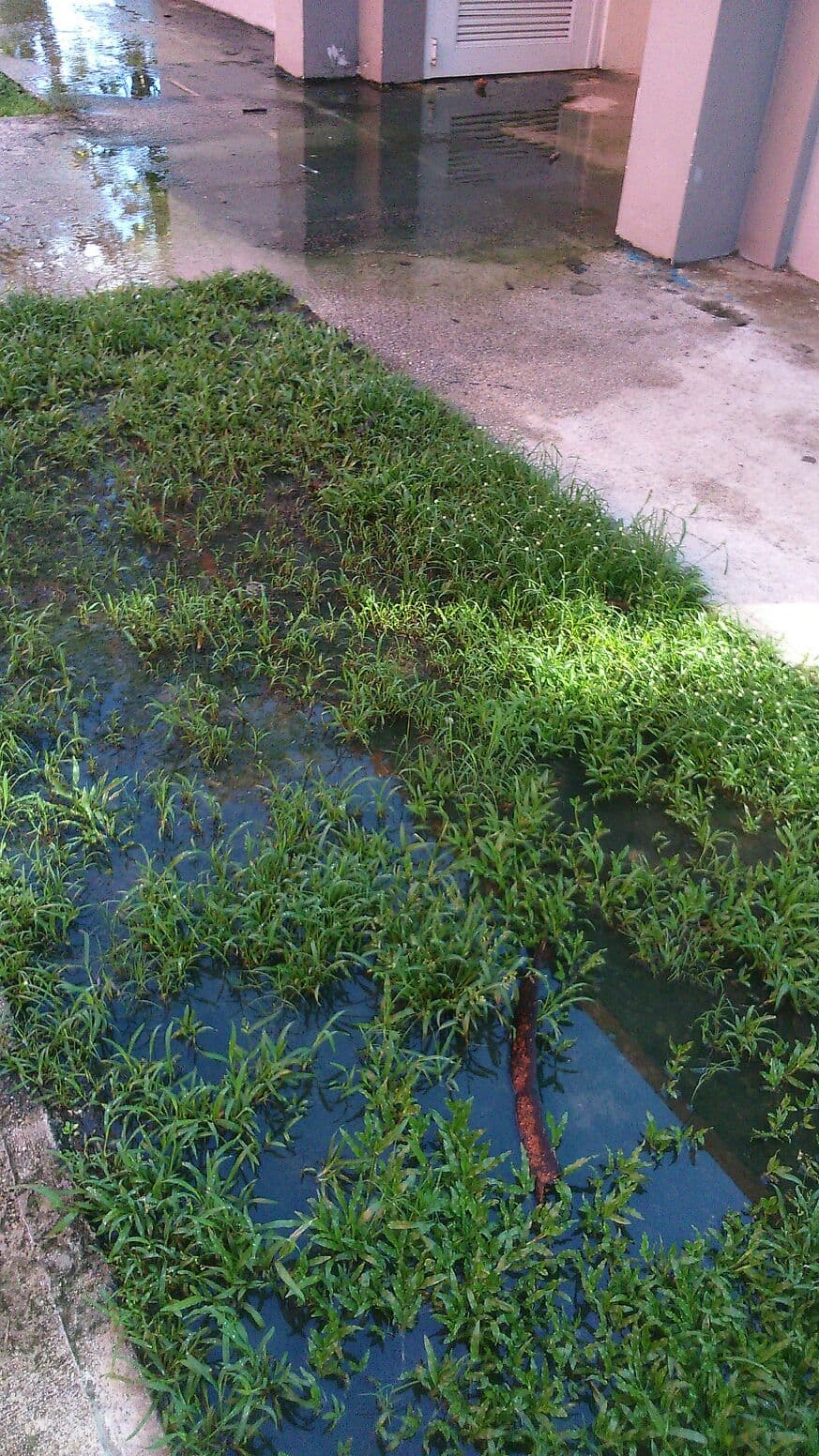 Aguas negras amenaza la salud de estudiantes en Villalba
