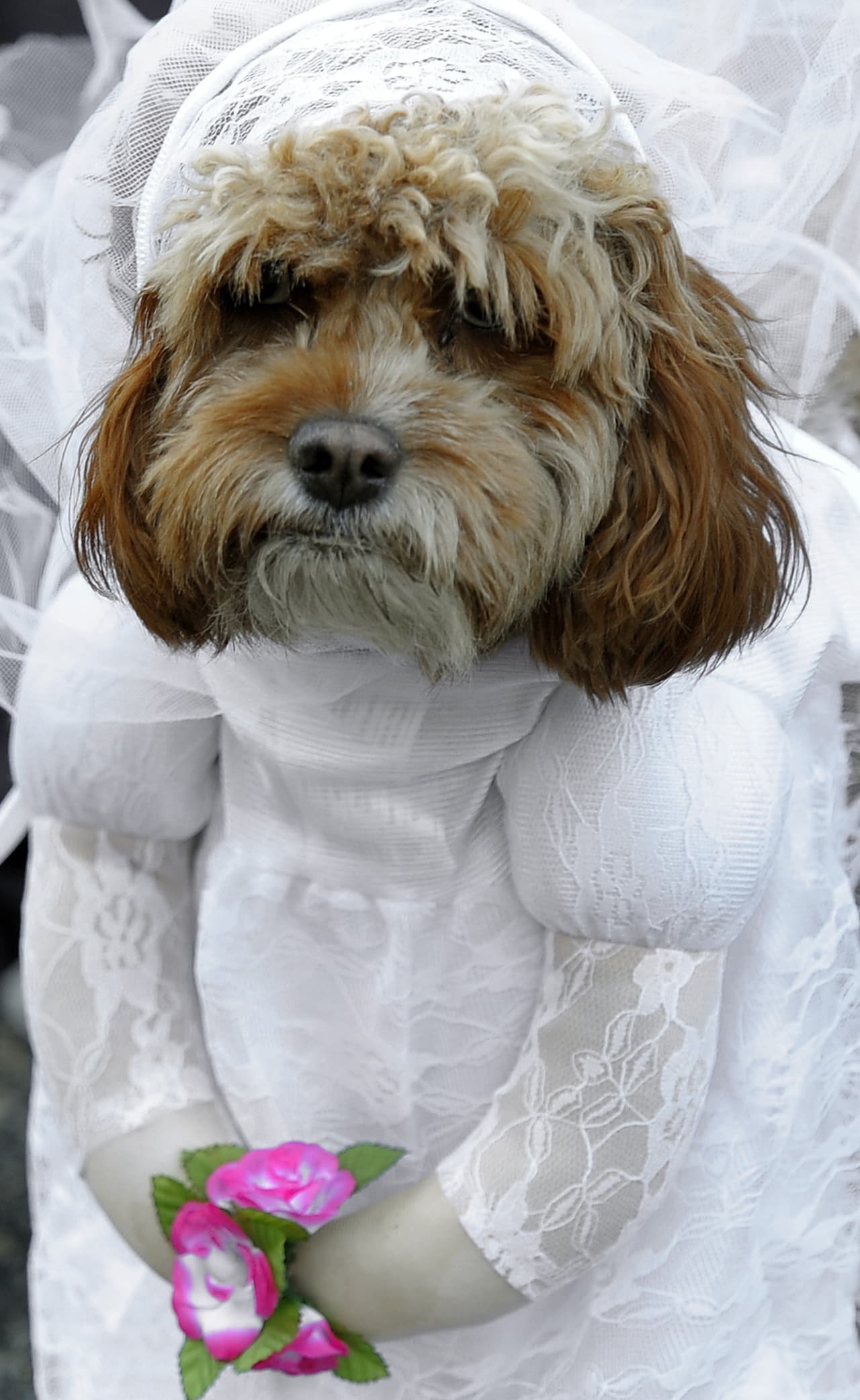<b>La novia </b>
<br>Podrías usar el batón de un bautizo para simular que tu perro es una una novia rumbo al altar (ojo al detalle de las flores).