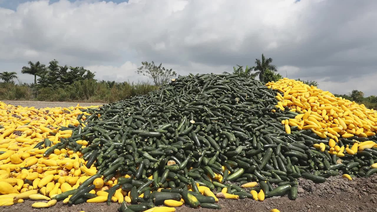“Es una catástrofe”: agricultores en Florida botan sus cosechas en tiempos de coronavirus