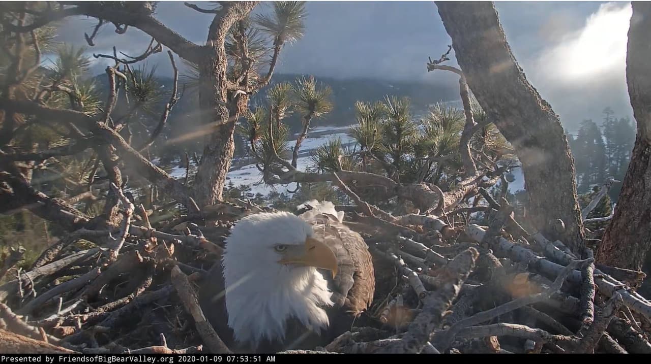 El nido promedio de águila calva mide de 4 a 5 pies de diámetro y de 2 a 4 pies de profundidad. Cada año, la pareja adulta agregará 1-2 pies de material nuevo al nido.
