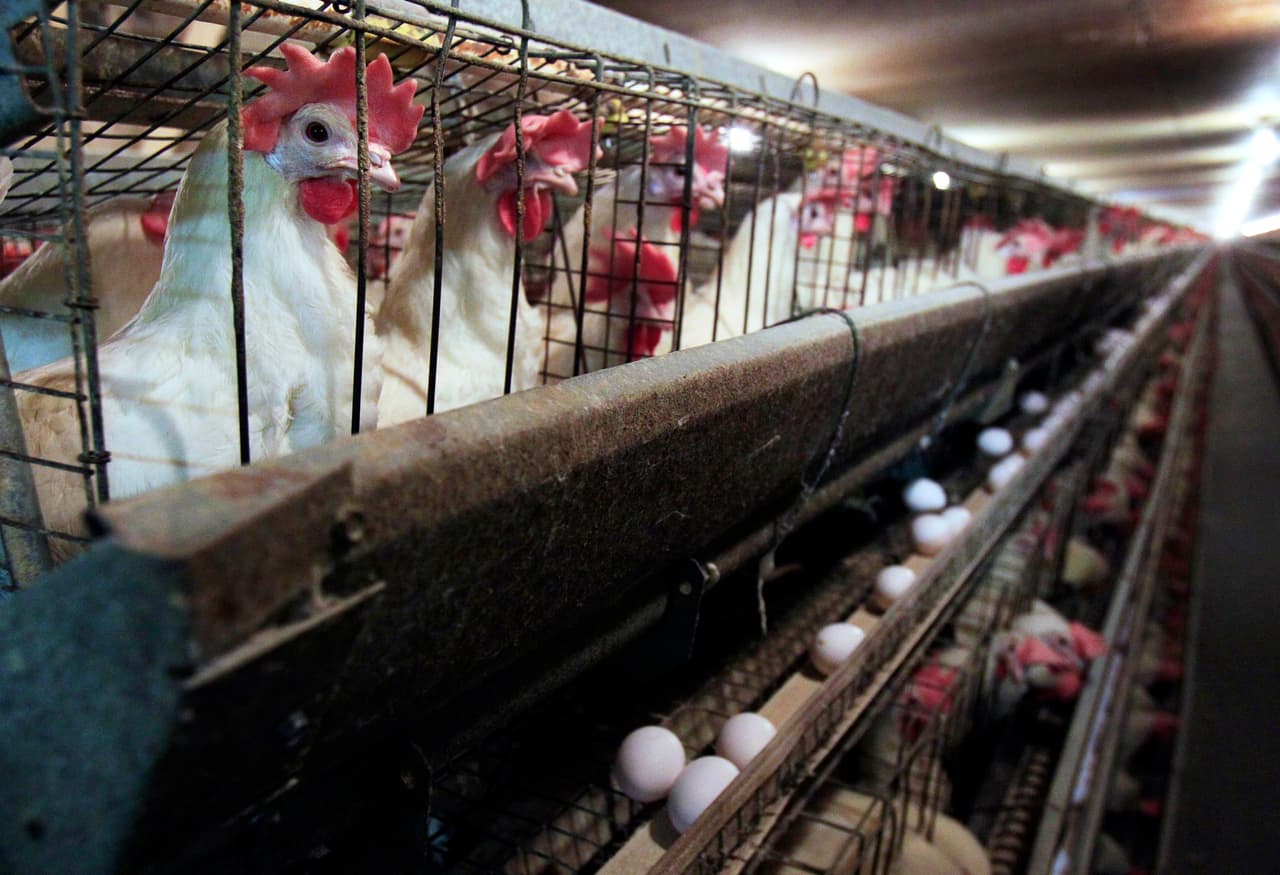 <b>Jaulas para animales de granja.</b> Huevos, tocino y otros productos derivados de las gallinas y los cerdos que comúnmente encontramos en los supermercados tendrán que ser producidos bajo condiciones más humanas en las granjas.
<br>
<br>La Propuesta 12, aprobada por los electores en 2018, cambia los requerimientos mínimos de espacio para criar animales de granja y le requiere a los productores que los huevos vendidos en California provengan de gallinas no enjauladas.