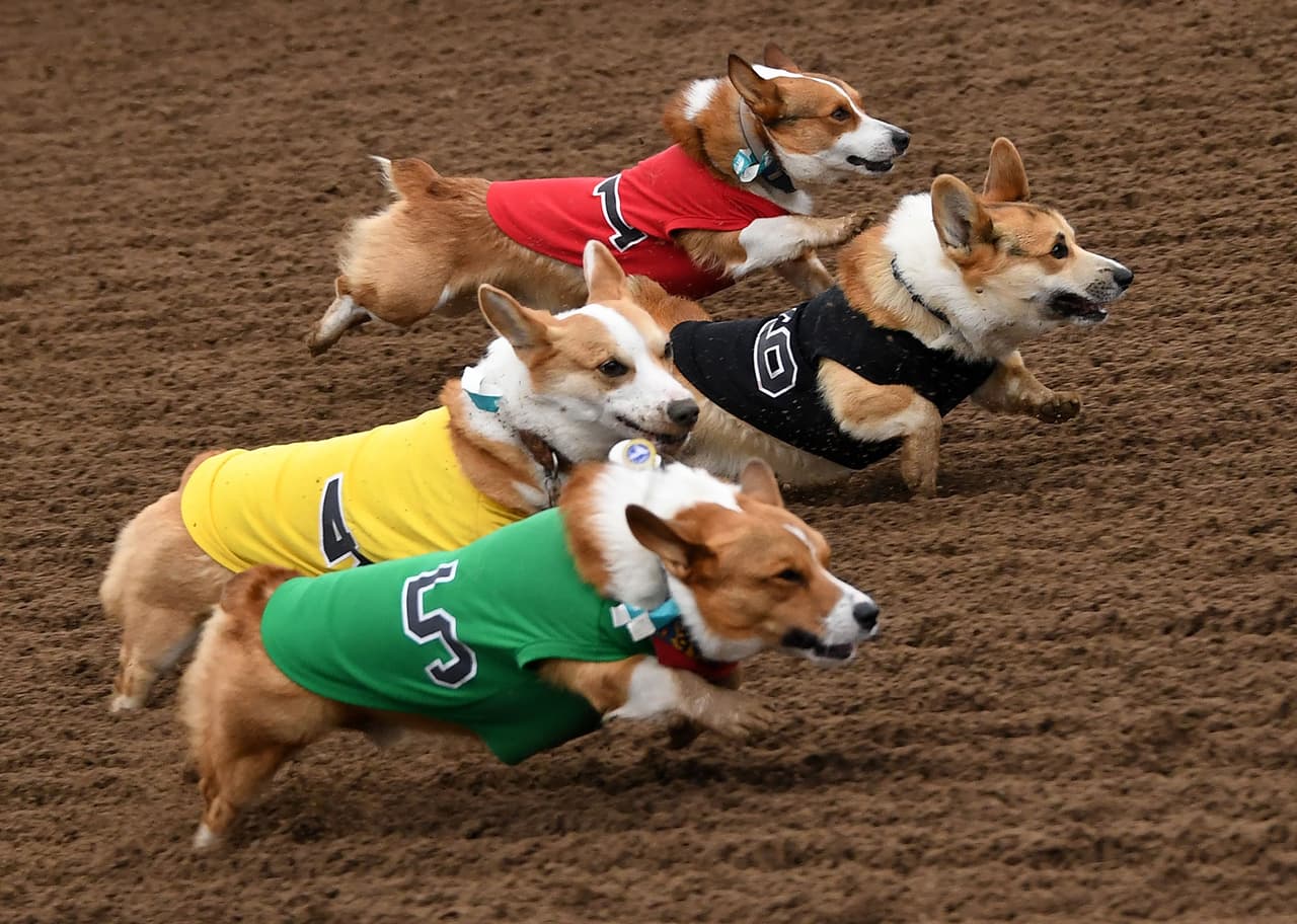 El corgi promedio tiene una altura de 25 a 30 centímetros.