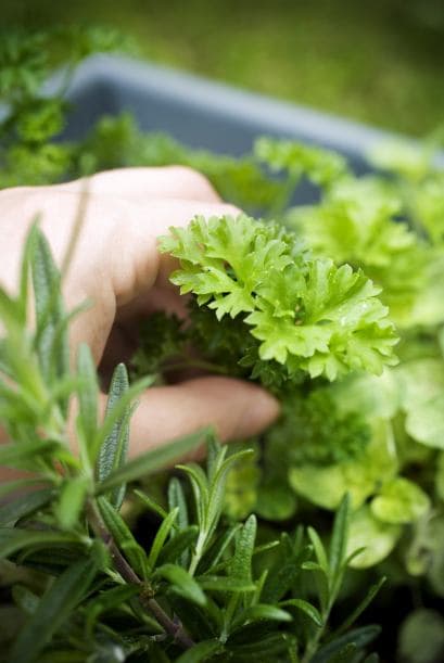 El mejor momento para hacerlo es por la mañana, luego de que se seque el rocío, pero antes de que suba la temperatura.