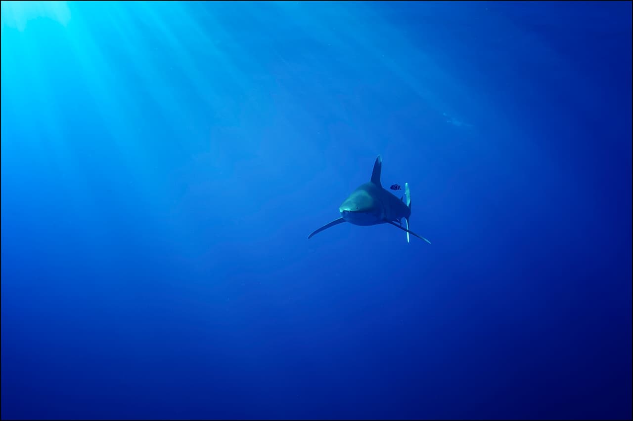 Si estás buceando y te encuentras con un tiburón, debes quedarte quieto y en calma. Lo más probable es que tan solo te examine y se aleje, son animales curiosos y su vista no es su mejor sentido.