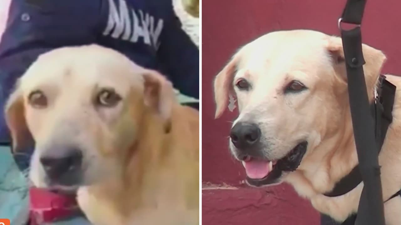 ¿Recuerdas al 
<a href="https://www.univision.com/shows/despierta-america/perrito-rescatado-por-la-marina-mexicana-se-suma-a-sus-filas-y-sera-un-rescatista-pero-aun-busca-nombre-video">perrito rescatado por uniformados mexicanos de las inundaciones en Tabasco</a>? Pues el destino de este peludo de cuatro patas ha cambiado de forma radical.