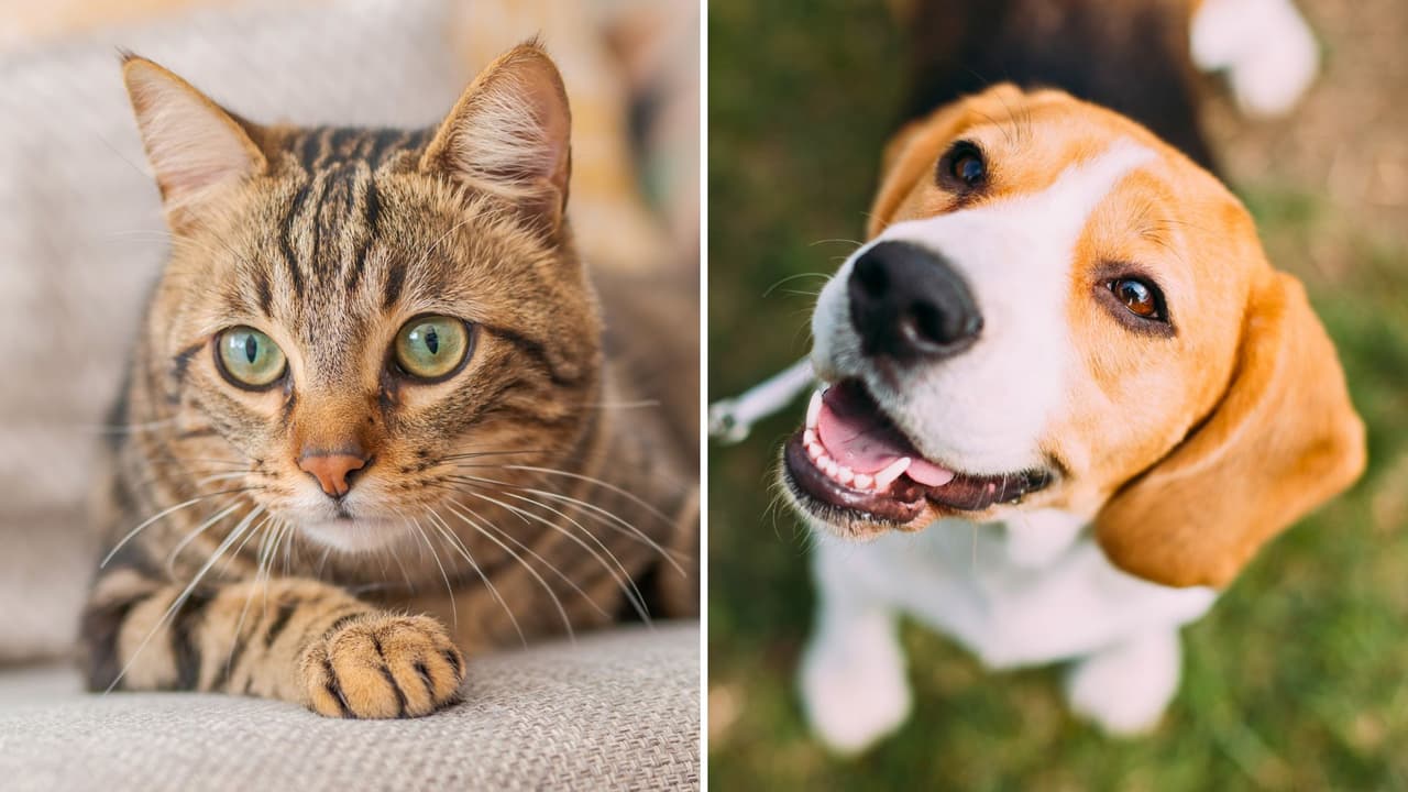 ¿Tienes mascota en Texas? Estas son las 5 reglas no escritas (y legales) que debes saber