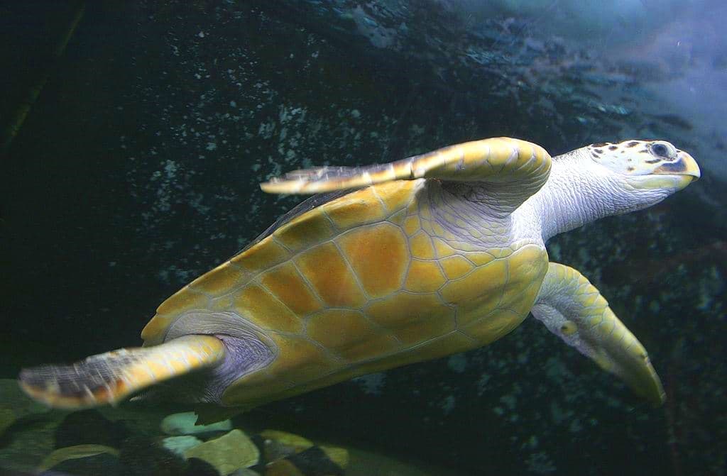 Con dos paseos submarinos de turistas para ver tortugas se gana más dinero que con la venta de su carne